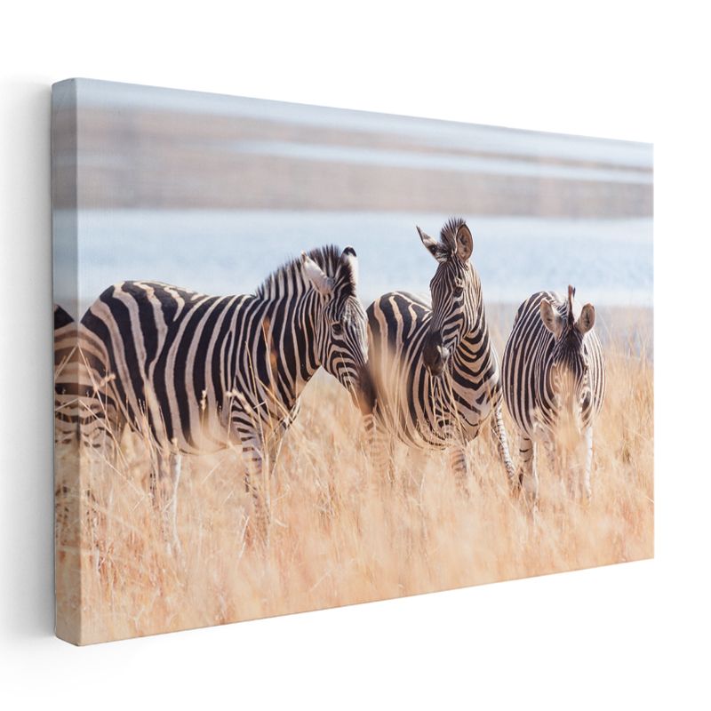 Zebra Üçlüsü - Savana Otlarında Çizgili Güzellik Kanvas Tablo