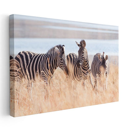 Zebra Üçlüsü - Savana Otlarında Çizgili Güzellik Kanvas Tablo
