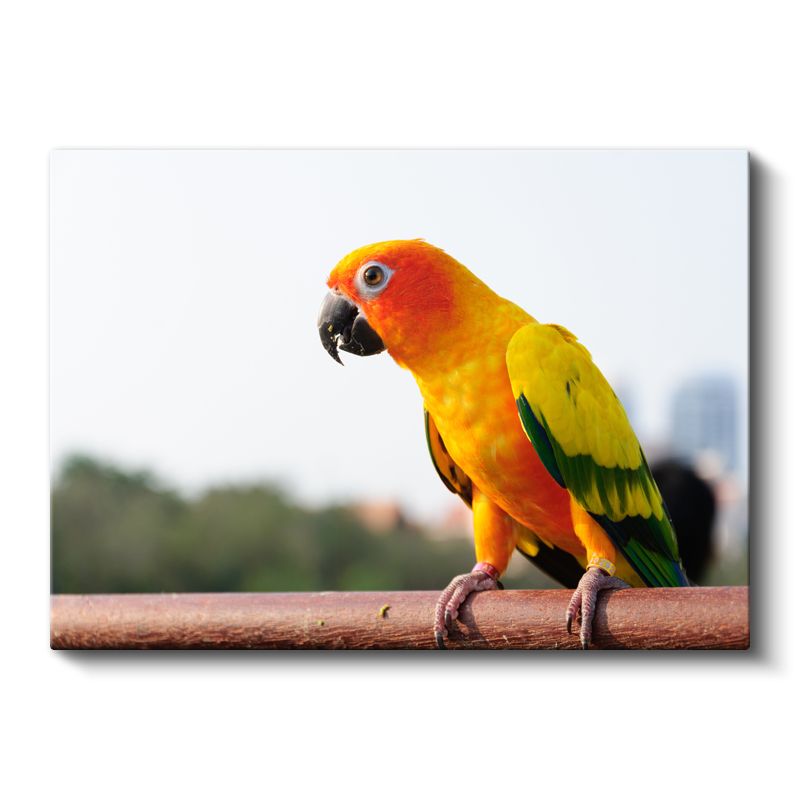 Güneş Papağanı - Renkli Tropik Kuş Portresi Kanvas Tablo
