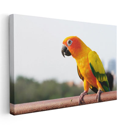 Güneş Papağanı - Renkli Tropik Kuş Portresi Kanvas Tablo