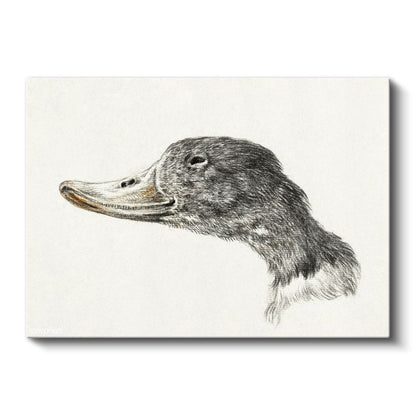 Ördek Portresi - Zarif Karakalem Çalışması Kanvas Tablo