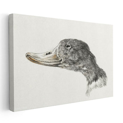 Ördek Portresi - Zarif Karakalem Çalışması Kanvas Tablo