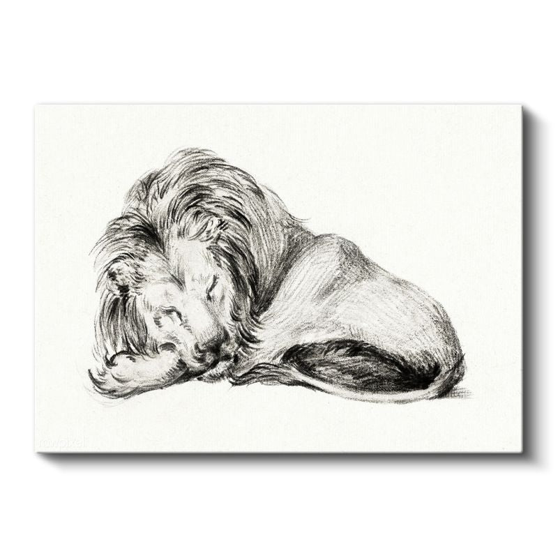 Dinlenen Aslan - Uyku Anında Yaban Hayatı Kanvas Tablo