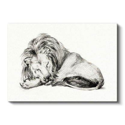 Dinlenen Aslan - Uyku Anında Yaban Hayatı Kanvas Tablo