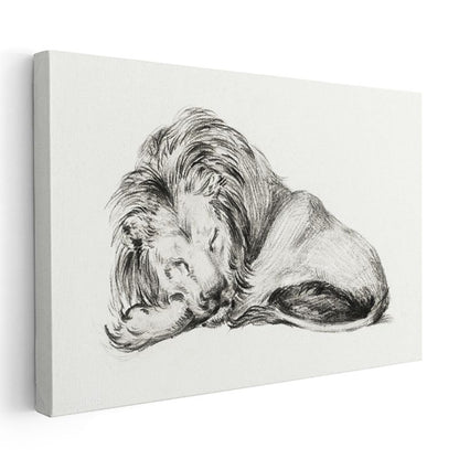 Dinlenen Aslan - Uyku Anında Yaban Hayatı Kanvas Tablo