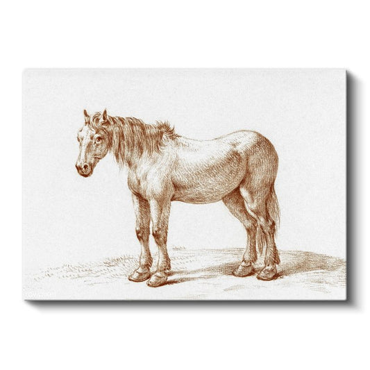 Çiftlik Midillisi - Klasik Karakalem Portre Kanvas Tablo