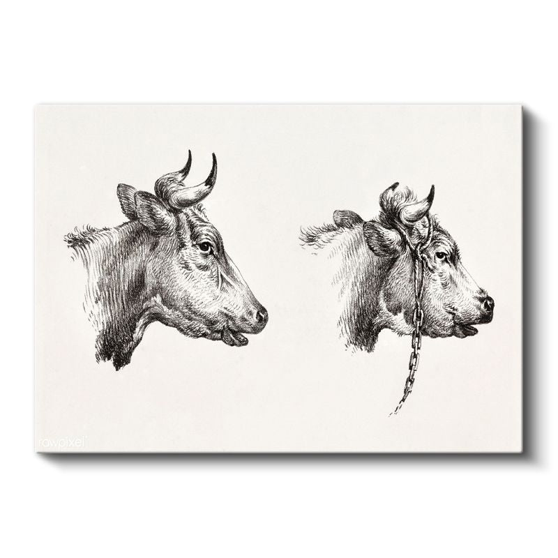 İnek Portreleri - Çift Başlı Çiftlik Hayvanı Kanvas Tablo