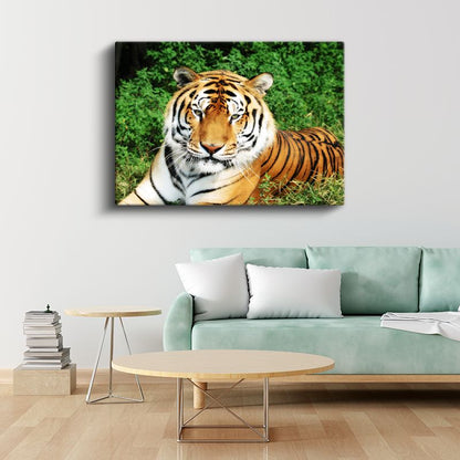Bengal Kaplanı - Yeşil Otlakta Dinlenen Yırtıcı Kanvas Tablo