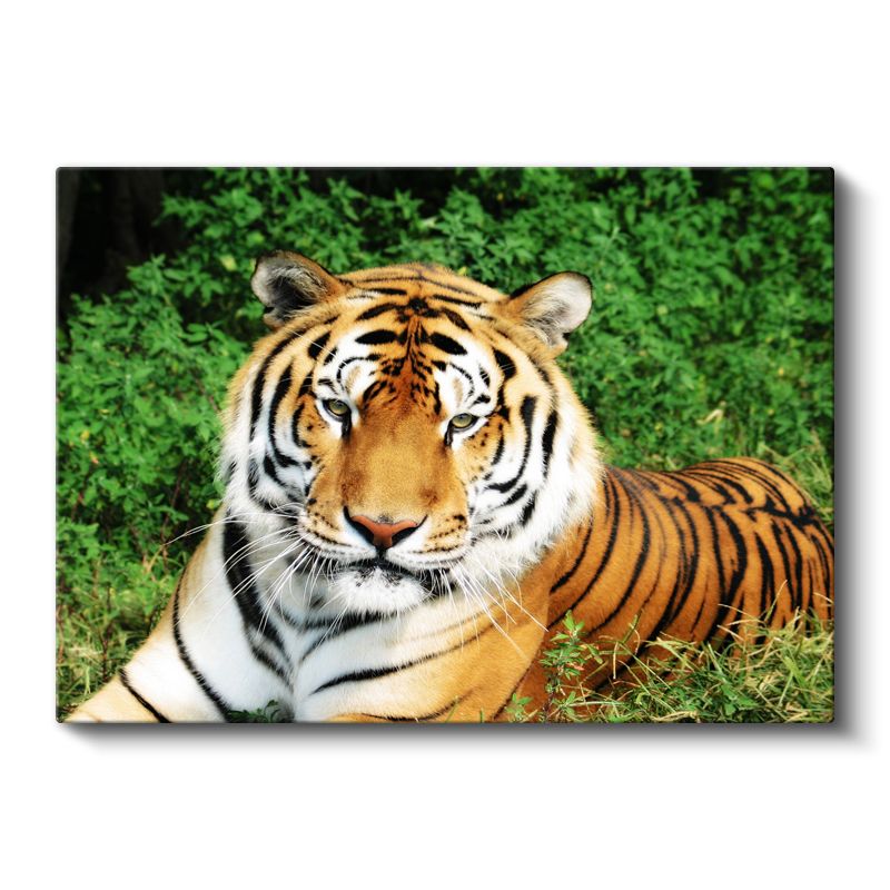 Bengal Kaplanı - Yeşil Otlakta Dinlenen Yırtıcı Kanvas Tablo