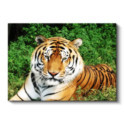 Bengal Kaplanı - Yeşil Otlakta Dinlenen Yırtıcı Kanvas Tablo