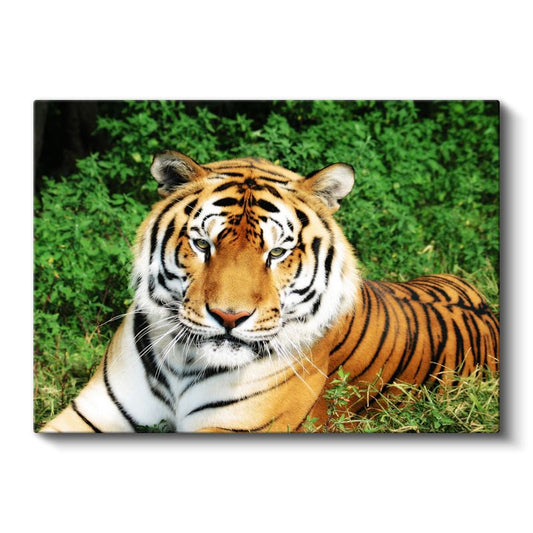 Bengal Kaplanı - Yeşil Otlakta Dinlenen Yırtıcı Kanvas Tablo