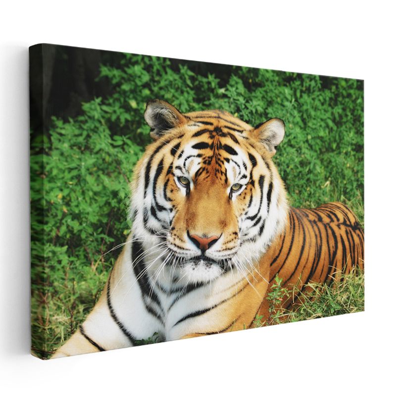 Bengal Kaplanı - Yeşil Otlakta Dinlenen Yırtıcı Kanvas Tablo