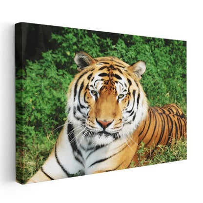 Bengal Kaplanı - Yeşil Otlakta Dinlenen Yırtıcı Kanvas Tablo