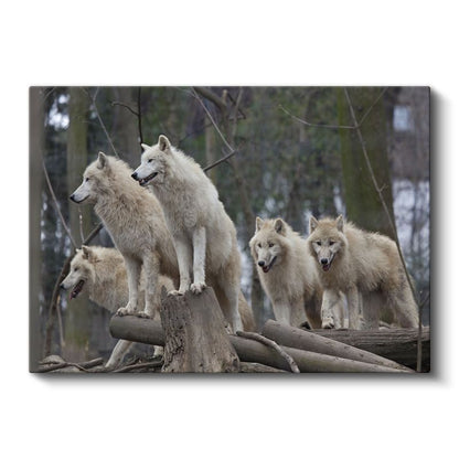 Kutup Kurtları - Sürü Halinde Vahşi Yaşam Kanvas Tablo