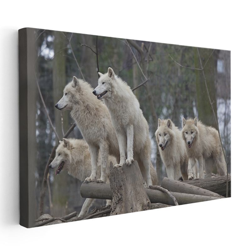 Kutup Kurtları - Sürü Halinde Vahşi Yaşam Kanvas Tablo