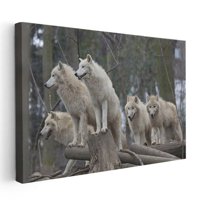 Kutup Kurtları - Sürü Halinde Vahşi Yaşam Kanvas Tablo