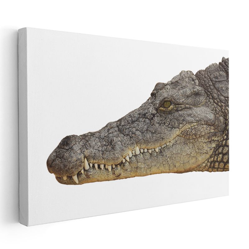 Timsah Portresi - Keskin Dişli Sürüngen Kanvas Tablo