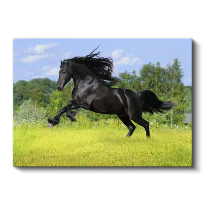 Siyah Aygır - Çayırda Özgür Koşu Kanvas Tablo