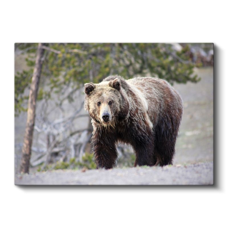 Boz Ayı - Vahşi Doğada Güçlü Duruş Kanvas Tablo