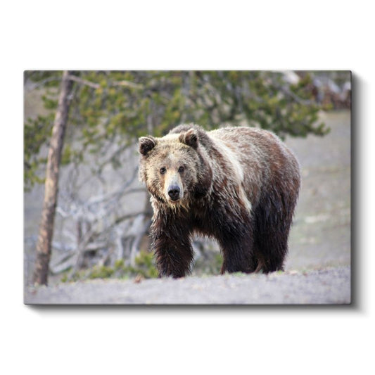 Boz Ayı - Vahşi Doğada Güçlü Duruş Kanvas Tablo