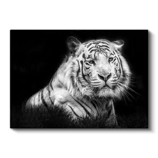 Beyaz Kaplan - Asil Duruşlu Nadir Tür Kanvas Tablo