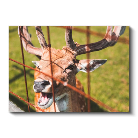 Boynuzlu Geyik - Çit Arkasından Meraklı Bakış Kanvas Tablo