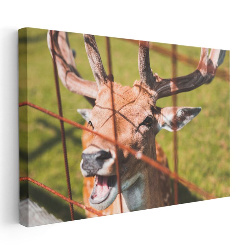 Boynuzlu Geyik - Çit Arkasından Meraklı Bakış Kanvas Tablo