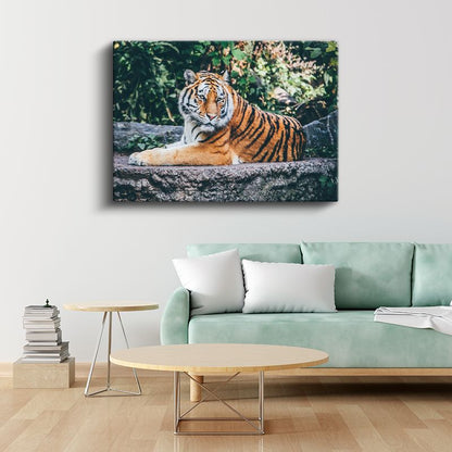 Bengal Kaplanı - Taş Üzerinde Dinlenen Yırtıcı Kanvas Tablo