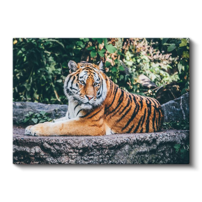 Bengal Kaplanı - Taş Üzerinde Dinlenen Yırtıcı Kanvas Tablo