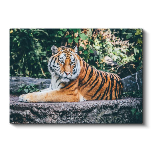 Bengal Kaplanı - Taş Üzerinde Dinlenen Yırtıcı Kanvas Tablo
