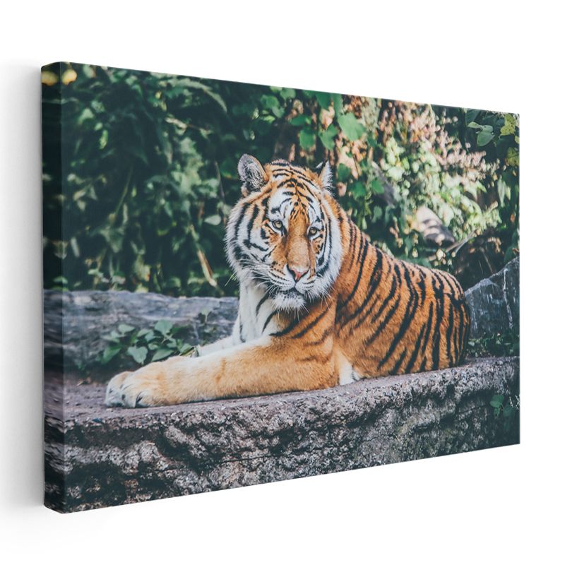 Bengal Kaplanı - Taş Üzerinde Dinlenen Yırtıcı Kanvas Tablo