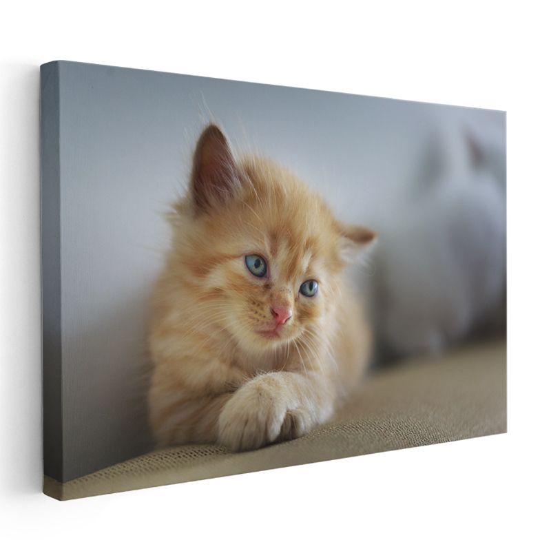 Kedi Yavrusu - Mavi Gözlü Minik Dostumuz Kanvas Tablo