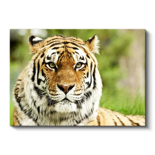Bengal Kaplanı - Keskin Bakışlı Yırtıcı Portresi Kanvas Tablo