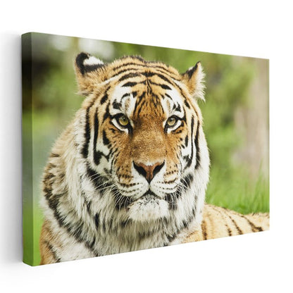 Bengal Kaplanı - Keskin Bakışlı Yırtıcı Portresi Kanvas Tablo
