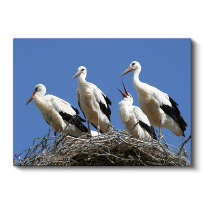 Leylek Ailesi - Yuvada Toplanan Kuşlar Kanvas Tablo