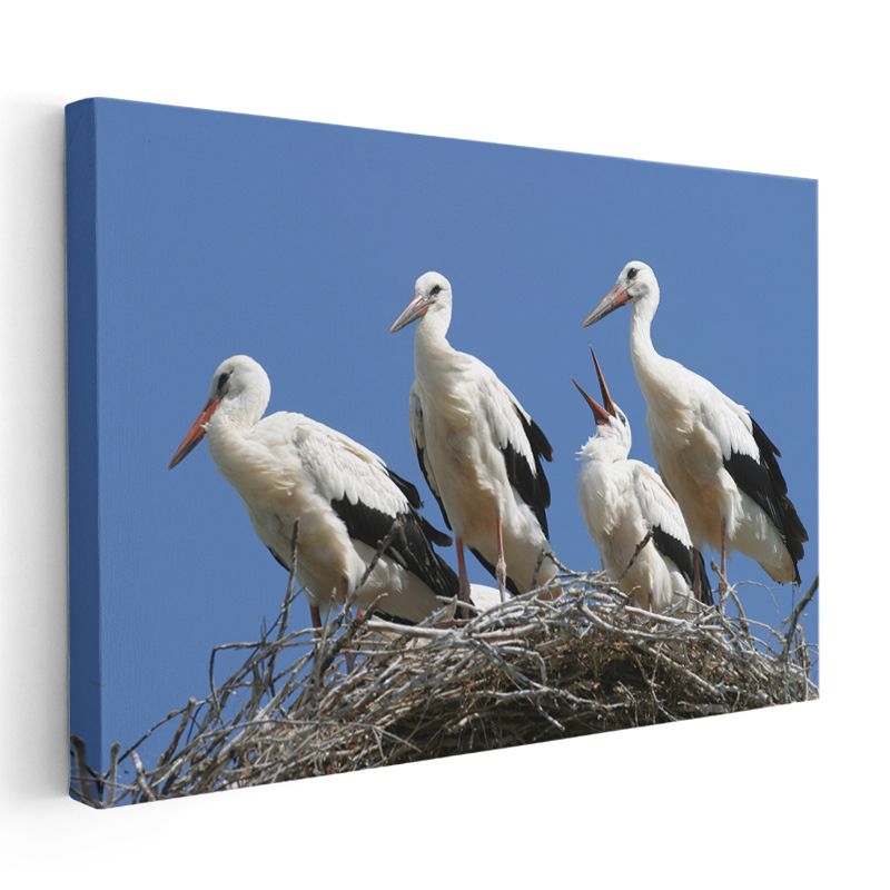 Leylek Ailesi - Yuvada Toplanan Kuşlar Kanvas Tablo