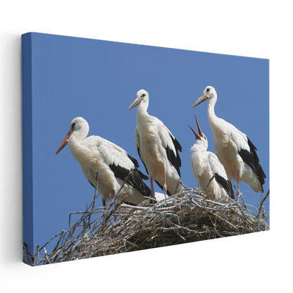 Leylek Ailesi - Yuvada Toplanan Kuşlar Kanvas Tablo