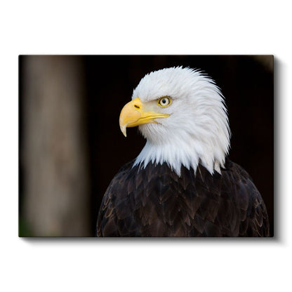Amerikan Kartalı - Heybetli Yırtıcı Kuş Portresi Kanvas Tablo