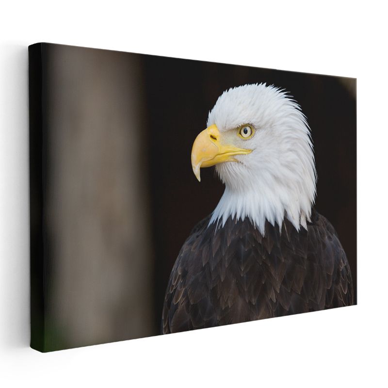 Amerikan Kartalı - Heybetli Yırtıcı Kuş Portresi Kanvas Tablo