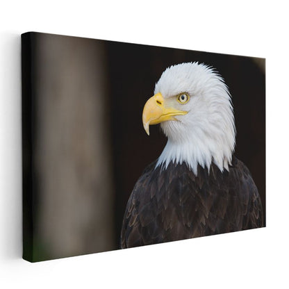 Amerikan Kartalı - Heybetli Yırtıcı Kuş Portresi Kanvas Tablo