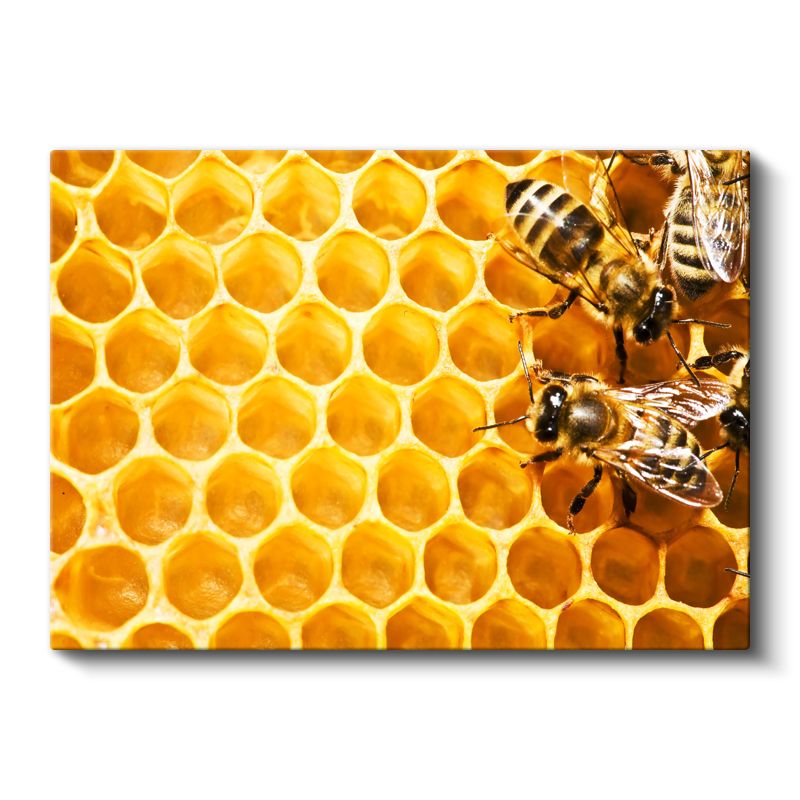 Bal Arıları - Petek Üzerinde Çalışkan İşçiler Kanvas Tablo