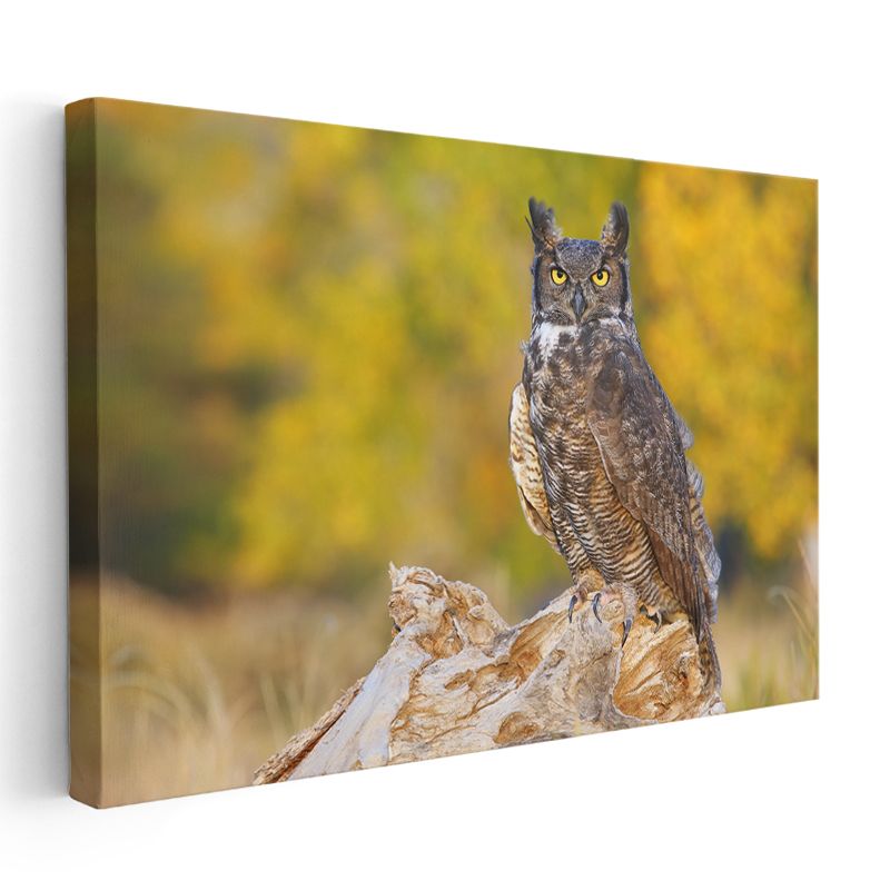Puhu Baykuşu - Sarı Gözlü Gece Avcısı Kanvas Tablo
