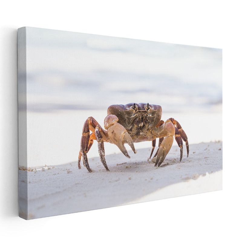 Kumda Yengeç - Sahilde Yaşam Mücadelesi Kanvas Tablo