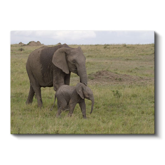 Anne ve Yavru Fil - Doğada Sevgi Bağı Kanvas Tablo