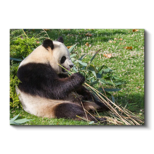 Bambu Keyfi - Dinlenen Panda Kanvas Tablo