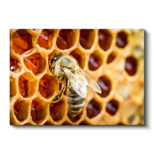 Bal Arısı - Petek Üzerinde Çalışkan İşçi Kanvas Tablo