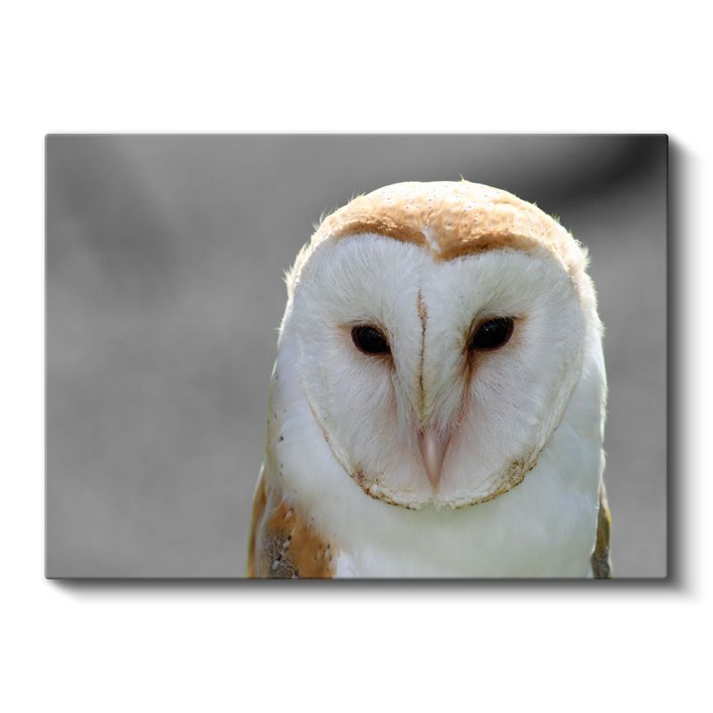 Peçeli Baykuş - Bilgeliğin Sembolü Kanvas Tablo