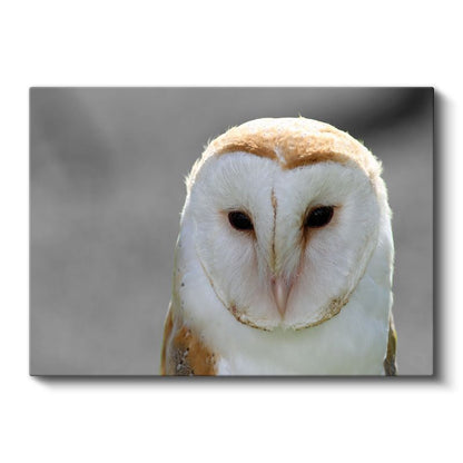 Peçeli Baykuş - Bilgeliğin Sembolü Kanvas Tablo