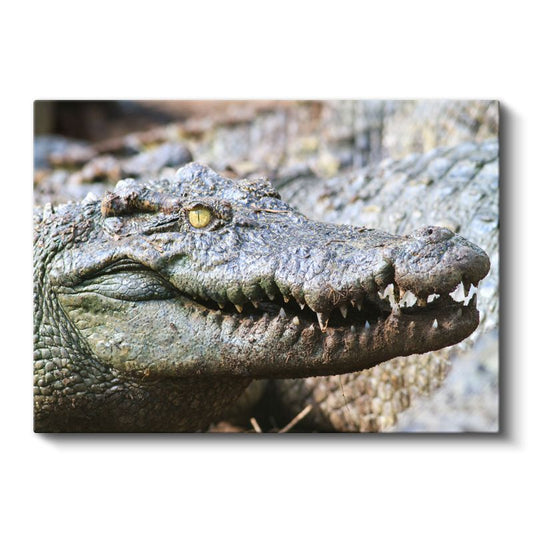 Timsah Portresi - Vahşi Doğanın Hükümdarı Kanvas Tablo