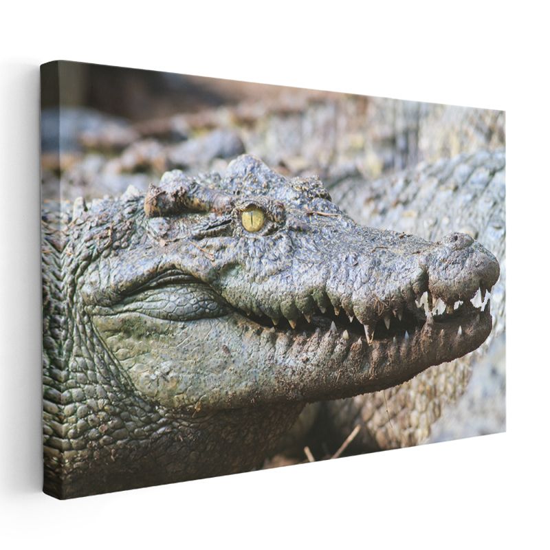 Timsah Portresi - Vahşi Doğanın Hükümdarı Kanvas Tablo